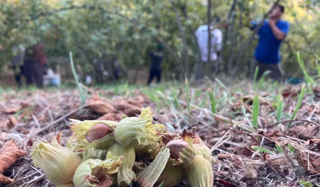 Fındık üreticisi artık üretmek istemiyor