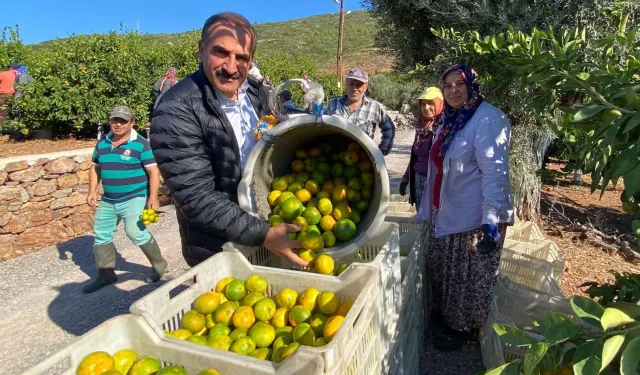 Satsuma mandalinasında hasat ve ihracat zamanı