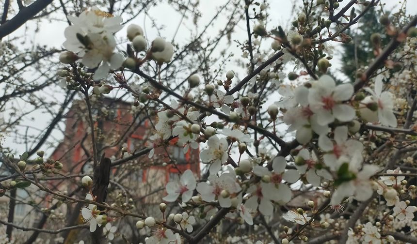Çerkezköy’de ağaçlar çiçek açtı