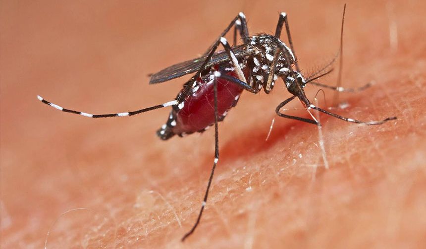 Sivrisinek kaynaklı salgın alarmı!